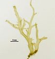 Mesogloia lanosa3